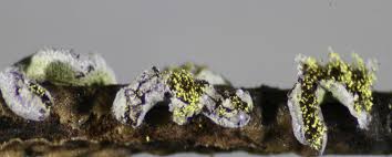 Attēlu rezultāti vaicājumam “Physarum luteolum macro”