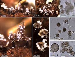 Attēlu rezultāti vaicājumam “Physarum notabile”