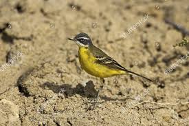 Attēlu rezultāti vaicājumam “Motacilla flava flava adult”