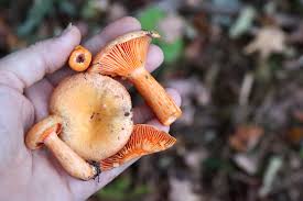 Attēlu rezultāti vaicājumam “Lactarius”