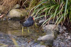 Image result for Gallinula chloropus