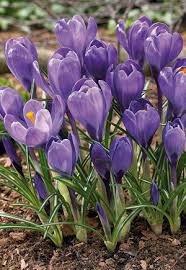 Attēlu rezultāti vaicājumam “Crocus vernus subsp. vernus flower”