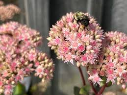 Attēlu rezultāti vaicājumam “Hylotelephium telephium flower”