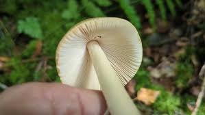 Attēlu rezultāti vaicājumam “Amanita crocea”