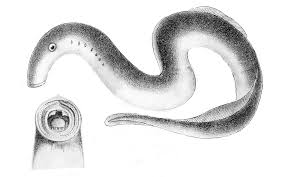 Image result for Lampetra fluviatilis