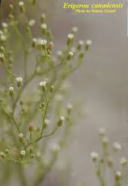 Attēlu rezultāti vaicājumam “Erigeron canadensis”
