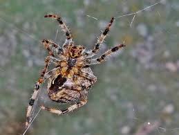 Attēlu rezultāti vaicājumam “Araneus diadematus female”