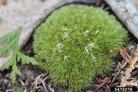 Attēlu rezultāti vaicājumam “Leucobryum glaucum”