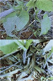 Attēlu rezultāti vaicājumam “Fuligo gyrosa spores”