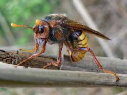 Attēlu rezultāti vaicājumam “Cimbex luteus”