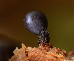 Attēlu rezultāti vaicājumam “Cribraria vulgaris macro”