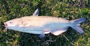 Image result for Ictalurus furcatus