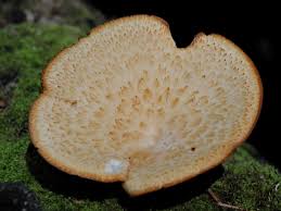 Attēlu rezultāti vaicājumam “Polyporus tuberaster”
