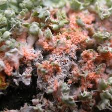 Attēlu rezultāti vaicājumam “Erythricium aurantiacum”