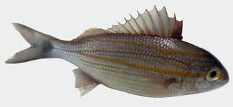 Image result for Haemulon aurolineatum