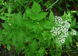 Attēlu rezultāti vaicājumam “Oenanthe aquatica flower”