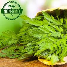 Image result for Anthriscus cerefolium