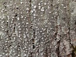 Attēlu rezultāti vaicājumam “Pertusaria amara”