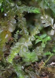 Attēlu rezultāti vaicājumam “Plagiochila porelloides sporophyte”