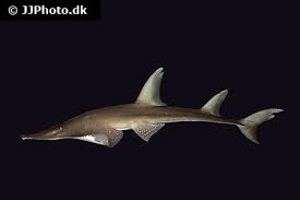 Image result for Rhynchobatus australiae