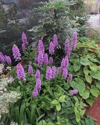 Attēlu rezultāti vaicājumam “Dactylorhiza fuchsii”