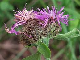 Image result for Centaurea pseudophrygia