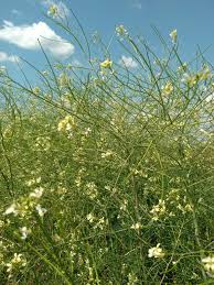 Attēlu rezultāti vaicājumam “Sisymbrium altissimum”