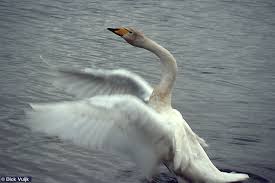 Image result for Cygnus cygnus