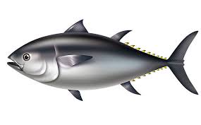 Image result for Thunnus maccoyii