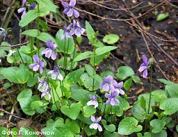 Attēlu rezultāti vaicājumam “Viola uliginosa”
