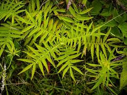 Attēlu rezultāti vaicājumam “Agrimonia pilosa leaf”