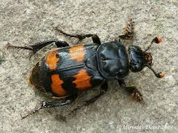 Attēlu rezultāti vaicājumam “Nicrophorus investigator imago”