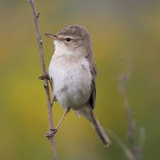 Attēlu rezultāti vaicājumam “Hippolais caligata adult”