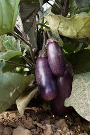 Afbeeldingsresultaat voor slim jim eggplant