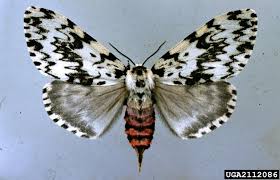 Attēlu rezultāti vaicājumam “Lymantria monacha pupa”