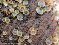 Attēlu rezultāti vaicājumam “Hyalorbilia inflatula”