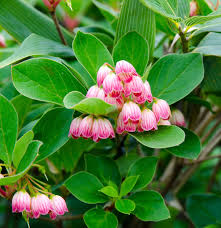 Attēlu rezultāti vaicājumam “Enkianthus chinensis flower”