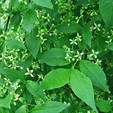Attēlu rezultāti vaicājumam “Euonymus europaeus”