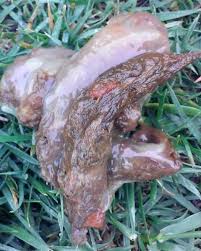 Image result for cestoda excrement dog