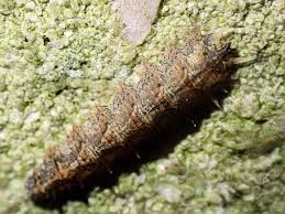 Attēlu rezultāti vaicājumam “Dasysyrphus tricinctus”