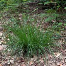 Attēlu rezultāti vaicājumam “Carex digitata”