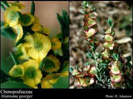 Attēlu rezultāti vaicājumam “Chenopodiaceae”