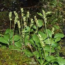 Attēlu rezultāti vaicājumam “Orthilia secunda fruit”