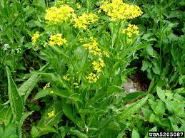 Attēlu rezultāti vaicājumam “Bunias orientalis”