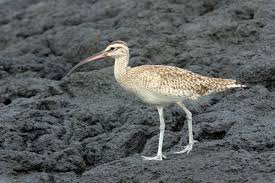 Attēlu rezultāti vaicājumam “Numenius phaeopus”