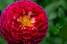 Image result for Dahlia x pinnata `Redskin`