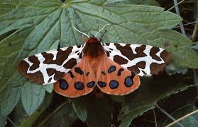 Attēlu rezultāti vaicājumam “Arctia caja larva”