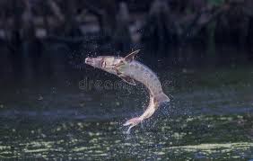 Image result for Acipenser desotoi