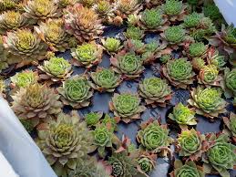 Image result for echtes Hauswurz