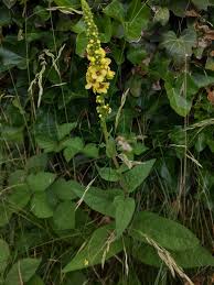 Attēlu rezultāti vaicājumam “Verbascum nigrum leaf”
